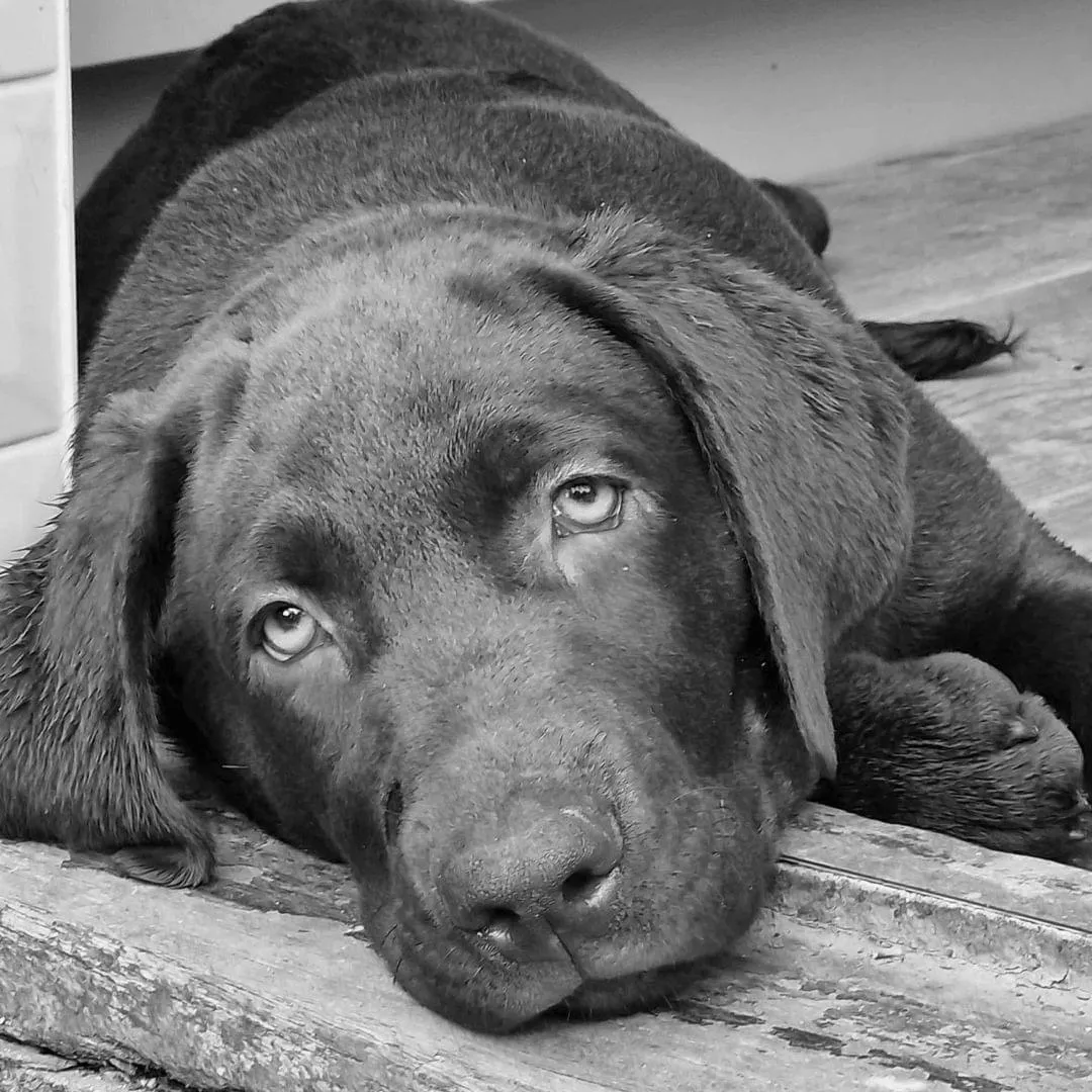 Child hugging sad dog
