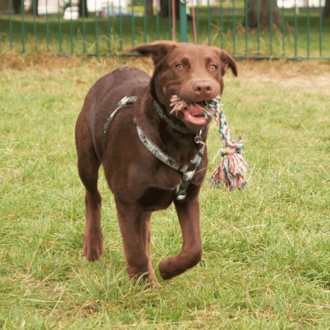 Happy child playing with energetic dog