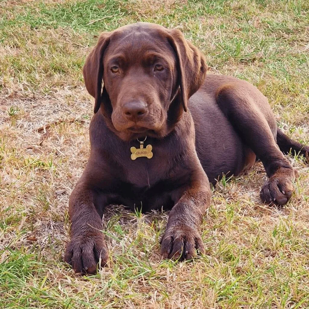 Sad dog eating grass